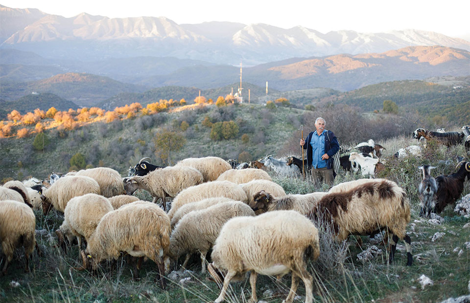 Επιμένουν στο αίτημα για εμβόλια κατά της ευλογιάς οι κτηνοτρόφοι Ελασσόνας